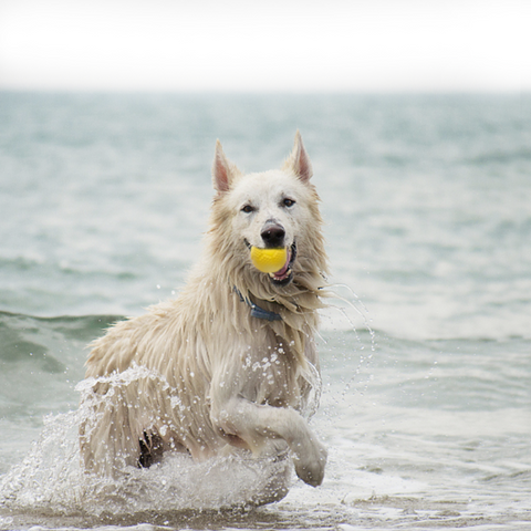 Rubber Latex TPR Chew Resistant Pet Toy