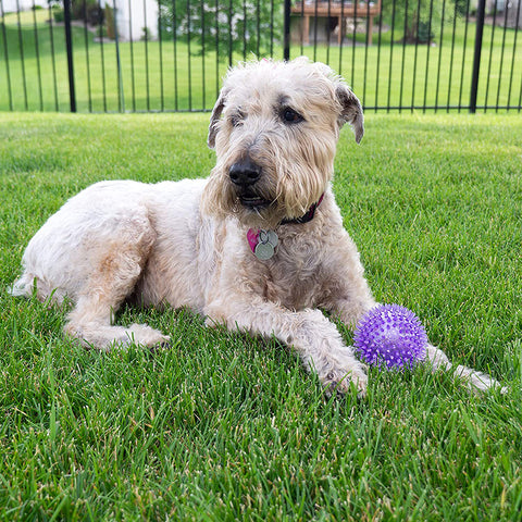 Squeaky ball pet toy